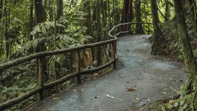 Fortuna Arenal : Tropical Rainforest Arenal Hanging Bridges - Dominican Republic