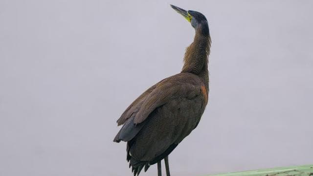 Tortuguero: KAYAK Tour in the Canals. An Unparalleled Experience - Dominican Republic