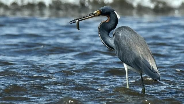 Marino Ballena National Park Private Naturalist Hike - Dominican Republic