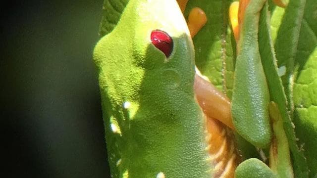 Manuel Antonio: Wildlife and Beach Tour in National Park - Dominican Republic