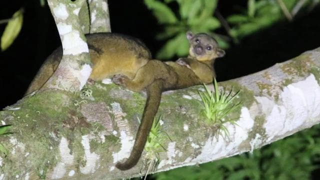 Sarapiquí: Rainforest Night Walk with Wildlife Guide - Dominican Republic