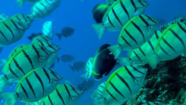 Uvita: Snorkeling in Caño Island - Dominican Republic