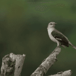 Punta Cana: Bird Watching at Punta Cana Foundation Area - Dominican Republic