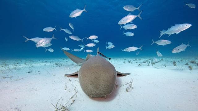Epická kombinovaná prohlídka Cahuita: Útesy šnorchlování a túra s divočinou - Dominican Republic
