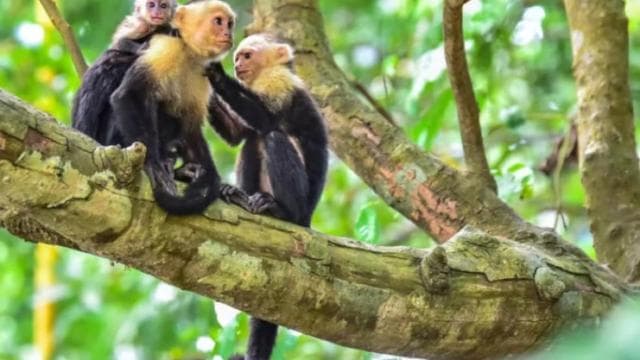 Mangrove and monkey boat Tour UNFORGETTABLE... - Dominican Republic