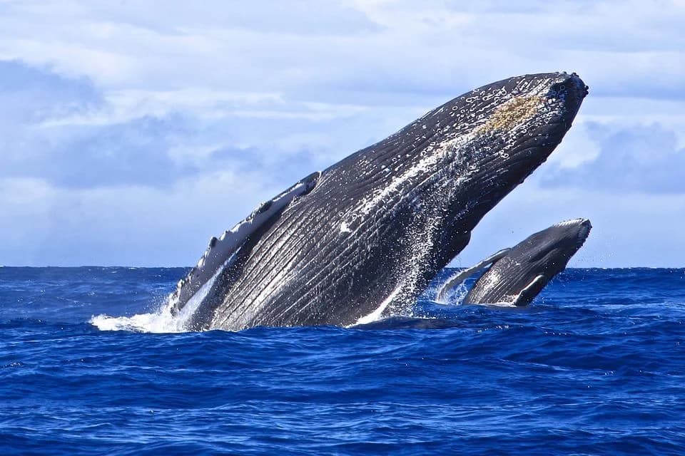 Whale Watching from Uvero Alto and Cayo Levantado (Bacardi Island) - Dominican Republic