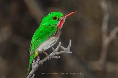 Los Haitises: Sunrise or Sunset wildlife focus - Dominican Republic