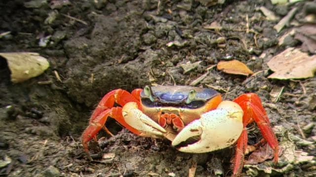 Manuel Antonio : Mangrove boat tour to see animals - Dominican Republic