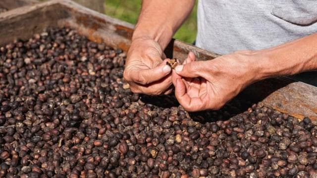 Monteverde: Coffee, Sugar Cane, and Chocolate Tour - Dominican Republic