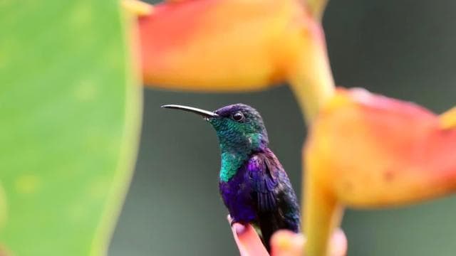 Drake Bay - Bird Watching Tour - Dominican Republic