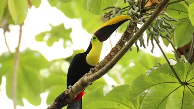 Costa Rica: Sloth tour and Coffee, Chocolate, and Sugarcane - Dominican Republic