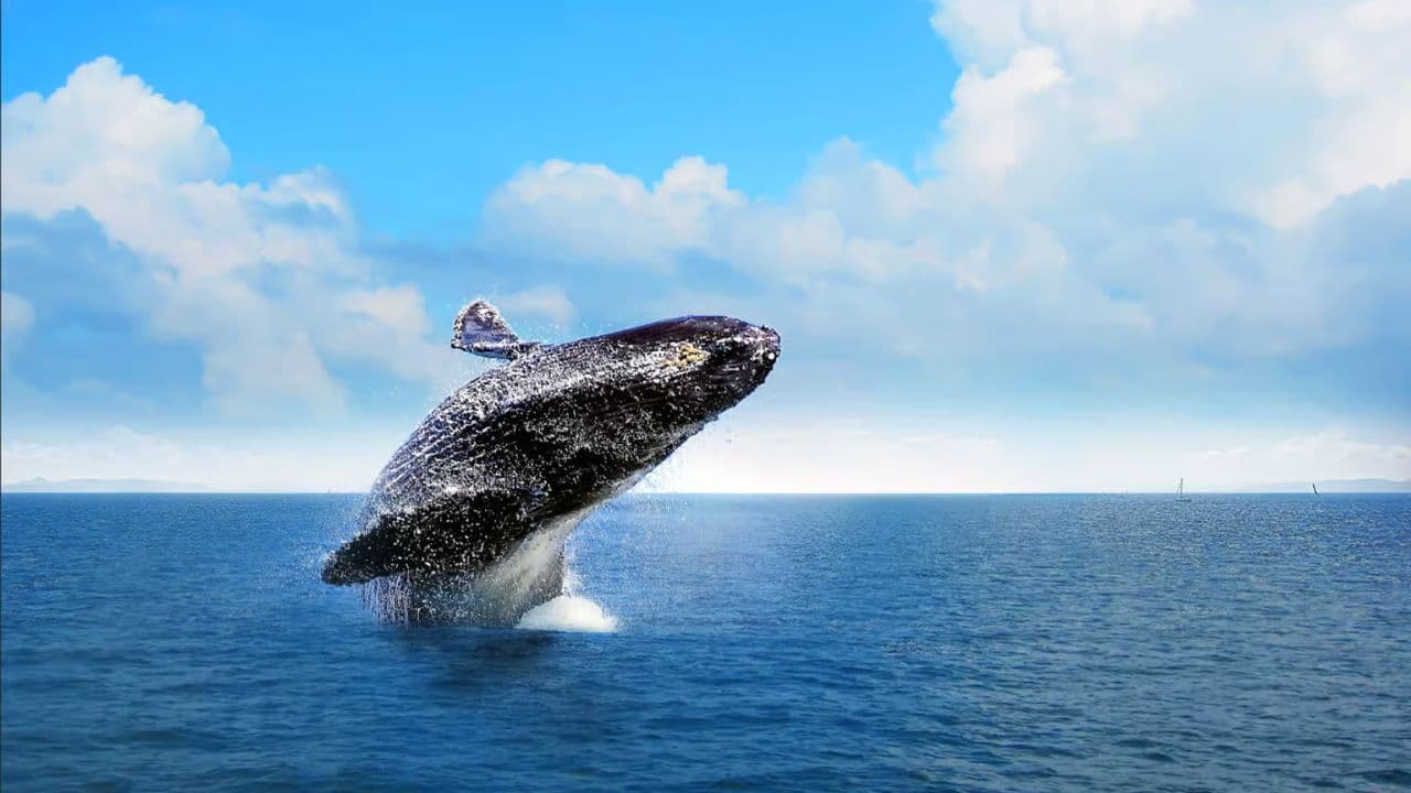 Half-Day Whale Watching Tour in Miches – Unforgettable Marine Adventure - Dominican Republic