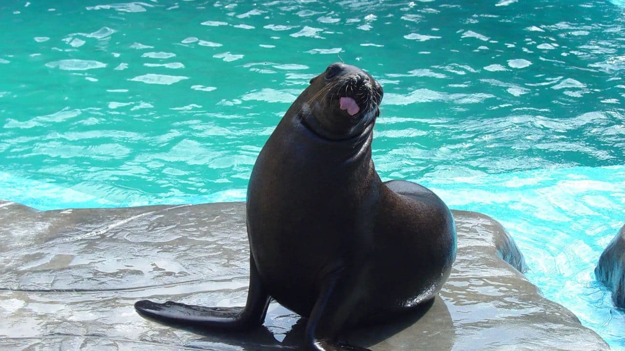Puerto Plata Ocean World Adventure Park Taino bay Amber cove - Dominican Republic