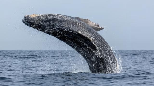 From Punta Canta: Whale Watching Cruise with Cayo Levantado - Dominican Republic