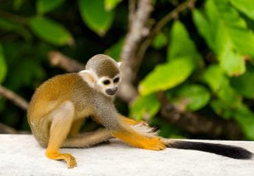 Butterfly Garden Plus Monkey Land at Puerto Plata - Dominican Republic