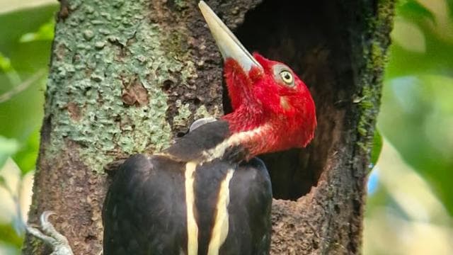 Puerto Jimenez: Corcovado National Park Sirena Day Tour - Dominican Republic