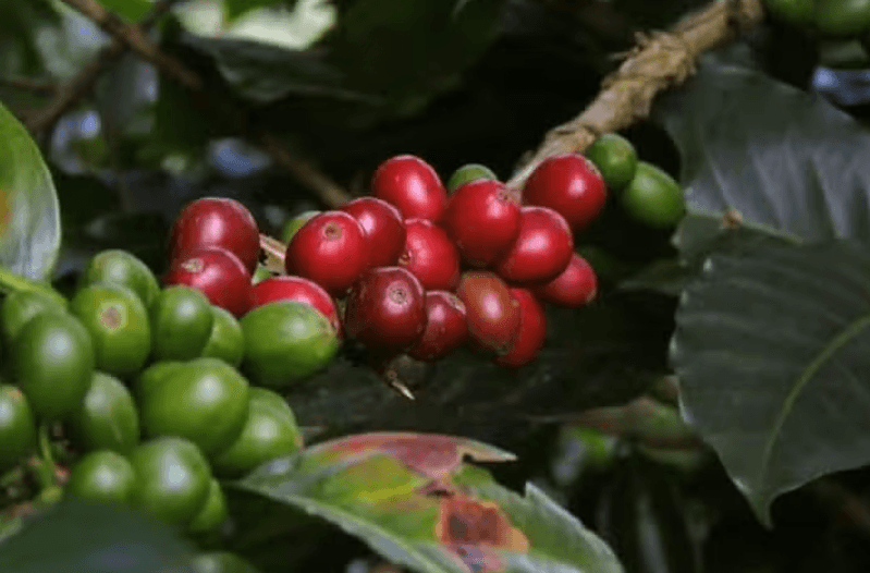 Viñales Coffee Tour - Dominican Republic
