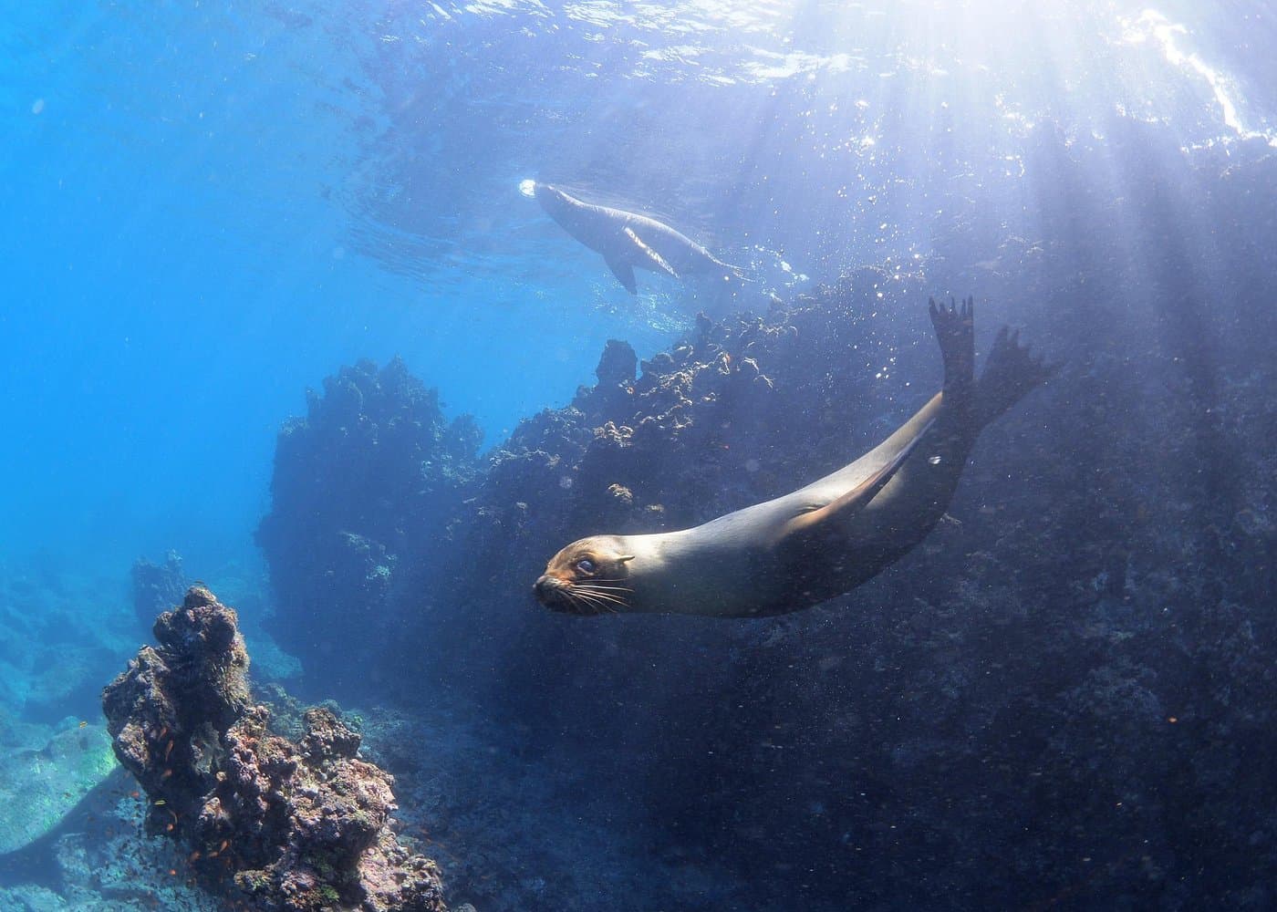 Isla Pinzón - Day Tour - From Santa Cruz - Islas Galápagos - Dominican Republic