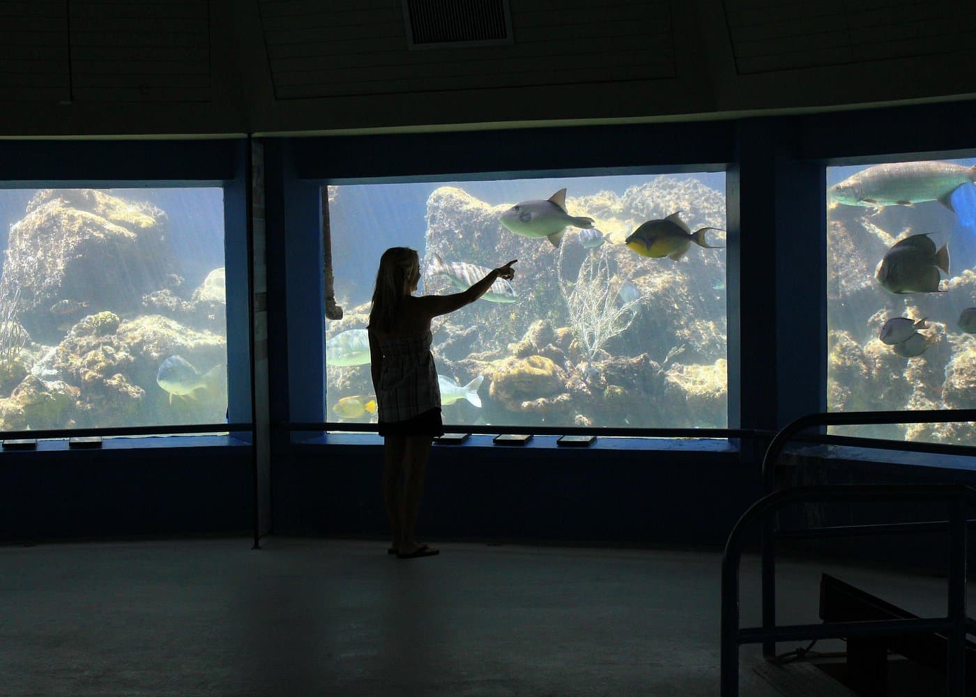 Coral World Ocean Park General Admission Ticket - Dominican Republic