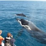 Bayahibe: Obsèvasyon Balèn Prive Samaná ak Cayo Levantado (Bacardi Island) - Dominican Republic