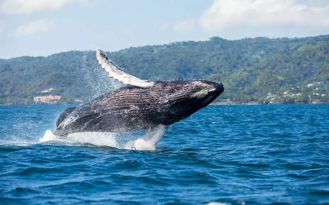 Whale Watching from Bayahibe: Half-Day Tour Guide - Photo 1 of 12
