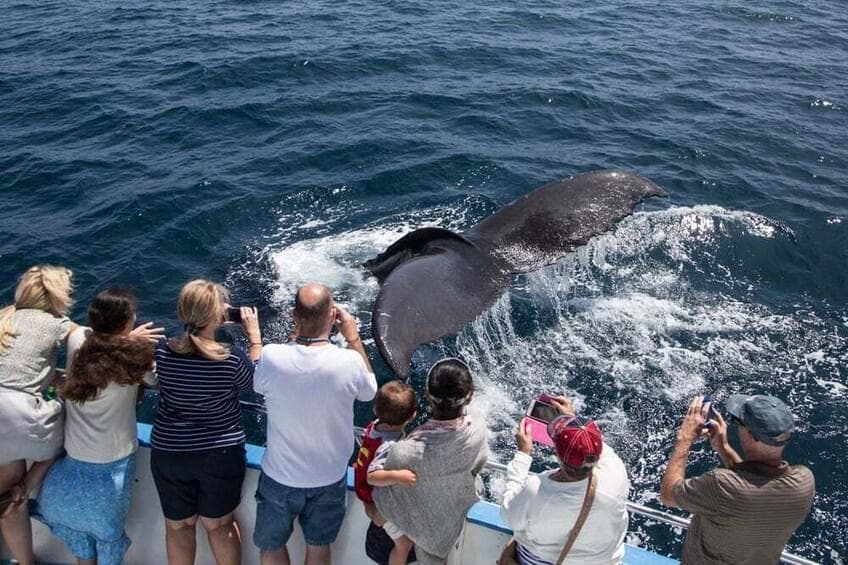 Whale Watching from Punta Cana: Half-Day Tour - Dominican Republic