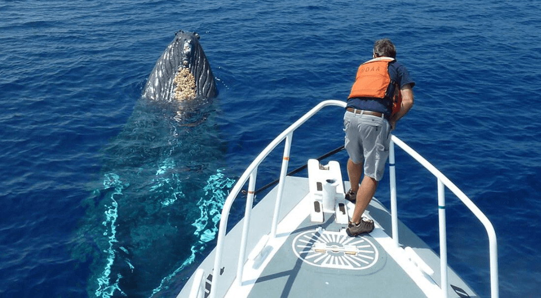 How Humpback Whales Store Energy for Migration