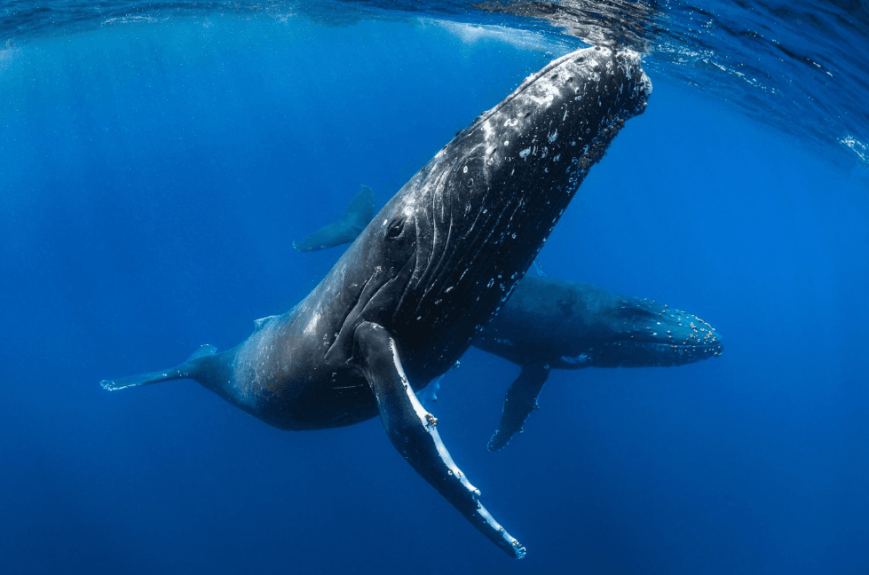 Can Scientists Identify Humpback Whales by Their Voices?