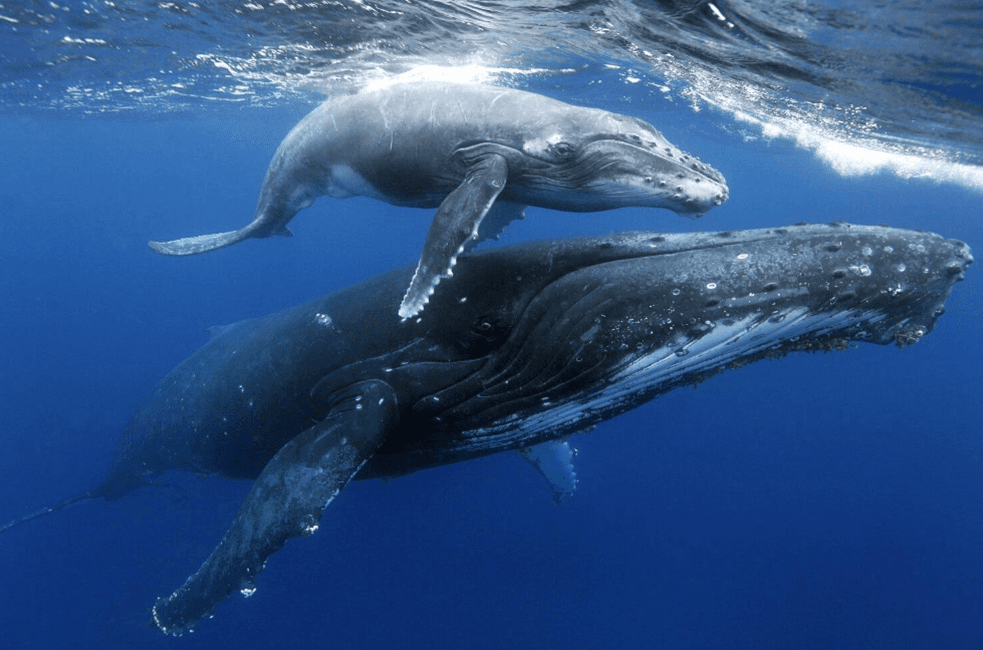 How Do Humpback Whales Navigate During Migration?
