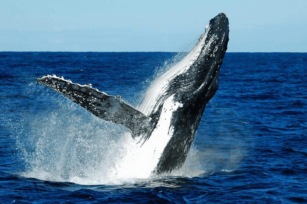 How Humpback Whale Songs Spread Between Populations
