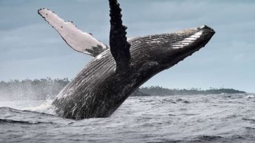 Samana: Celodenní výlet za velrybami a na Cayo Levantado